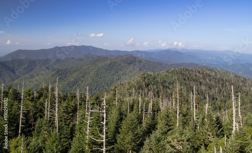 Death Of A Forest. Dead trunks of the mighty Eastern Hemlock bear witness to the fragility of our environment. Great Smoky Mountains National Park.
