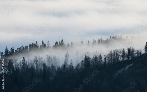 Carpathian mountains. Trees in the clouds, seen from Wysoka mountain in Pieniny, Poland © tomeyk
