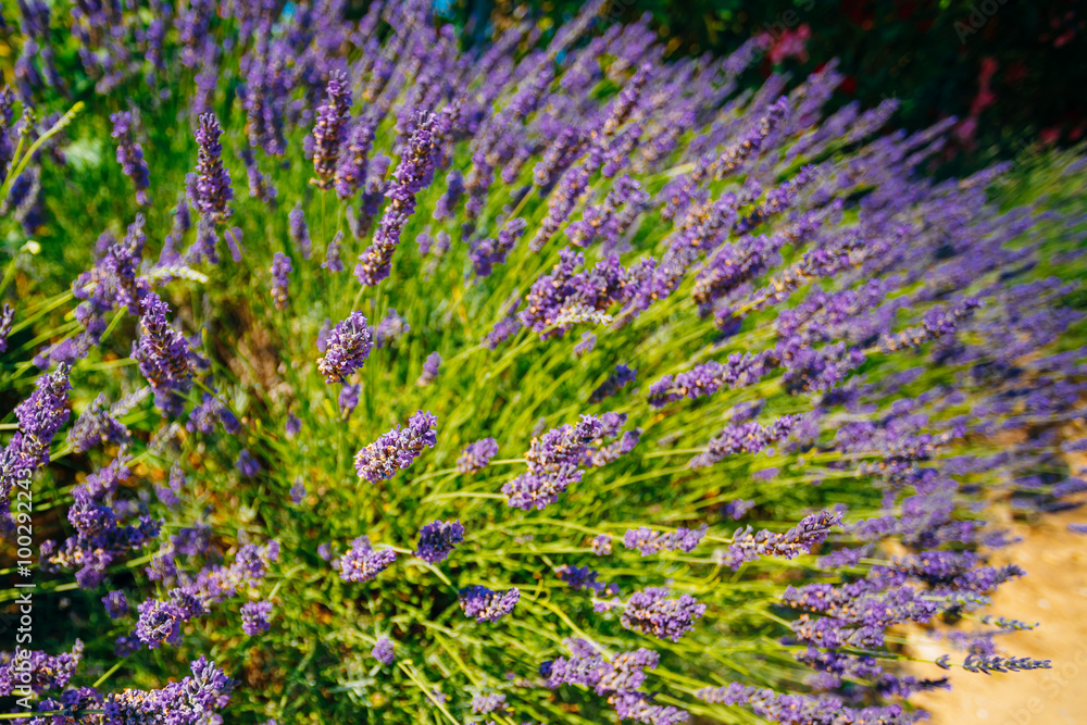 Obraz premium Lavender Flowers in Provence, France. Summer season