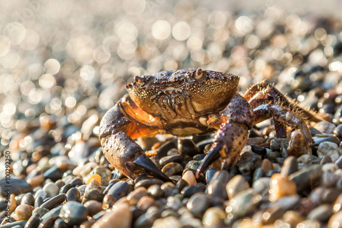 The brown crab