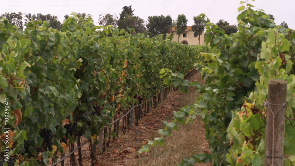 Shot of a vineyard in Tuscany Italy. Shot of a vineyard in Tuscany Italy.