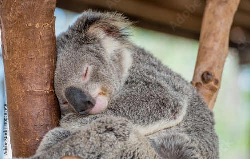 Fototapeta Naklejka Na Ścianę i Meble -  Sleeping Koala Bear in Tree