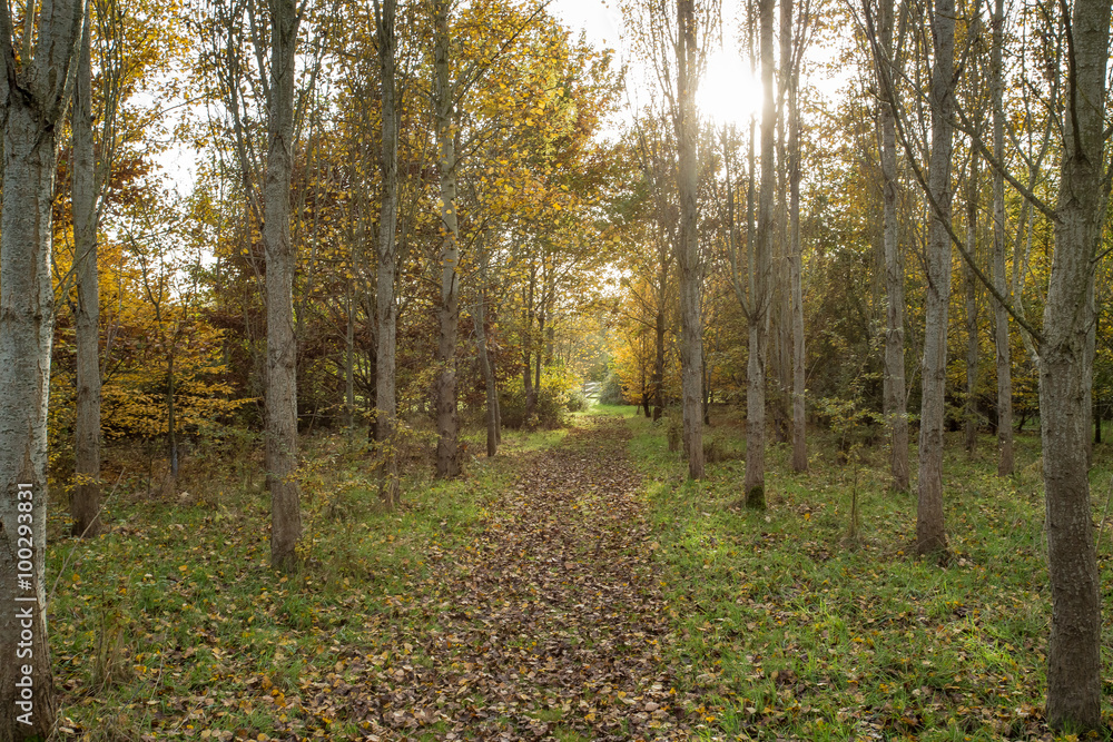 Fototapeta premium Autumn Path