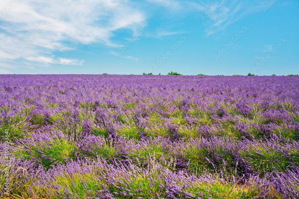 Obraz premium Blooming Bright Purple Lavender Flowers Field in Provence, Franc