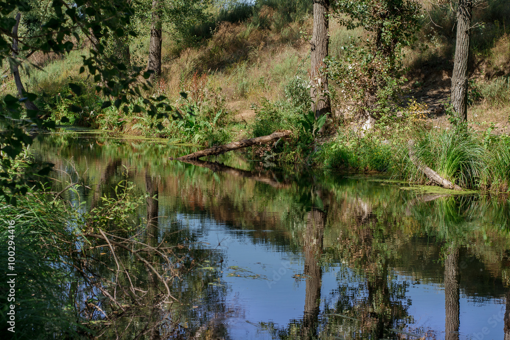 river among the trees