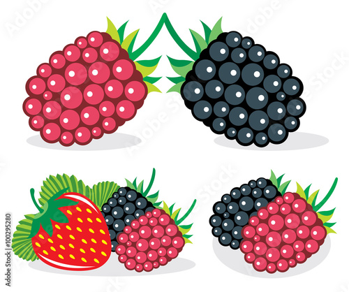 Mixed berries vector illustrations