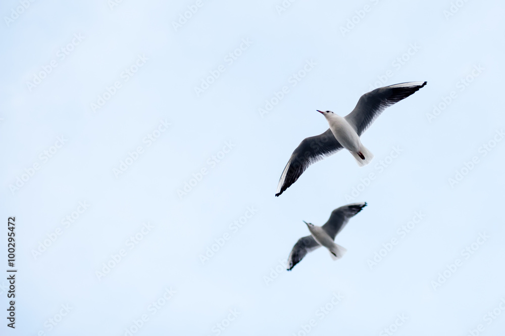 Obraz premium Seagull flying