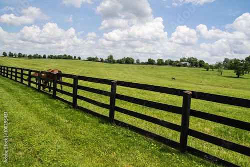 Kentucky Bluegrass Country. Pastoral landscape framed by wood fences and famous Kentucky thoroughbreds. photo
