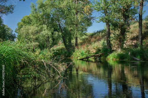 river among the trees