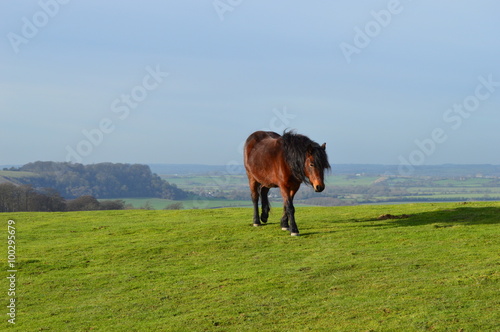 A lonely horse in a nature reserve © anula75