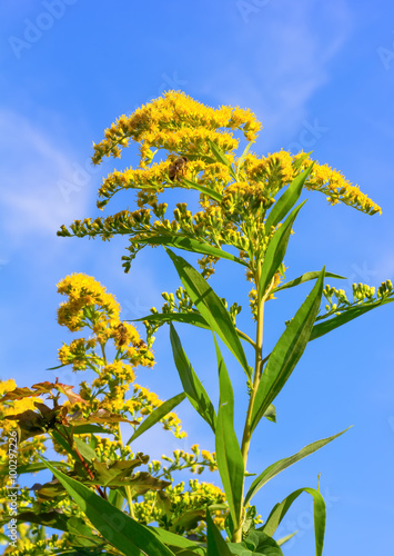 Quadro em tela Canadian goldenrod with bees collecting pollen on a background of blue sky, sele