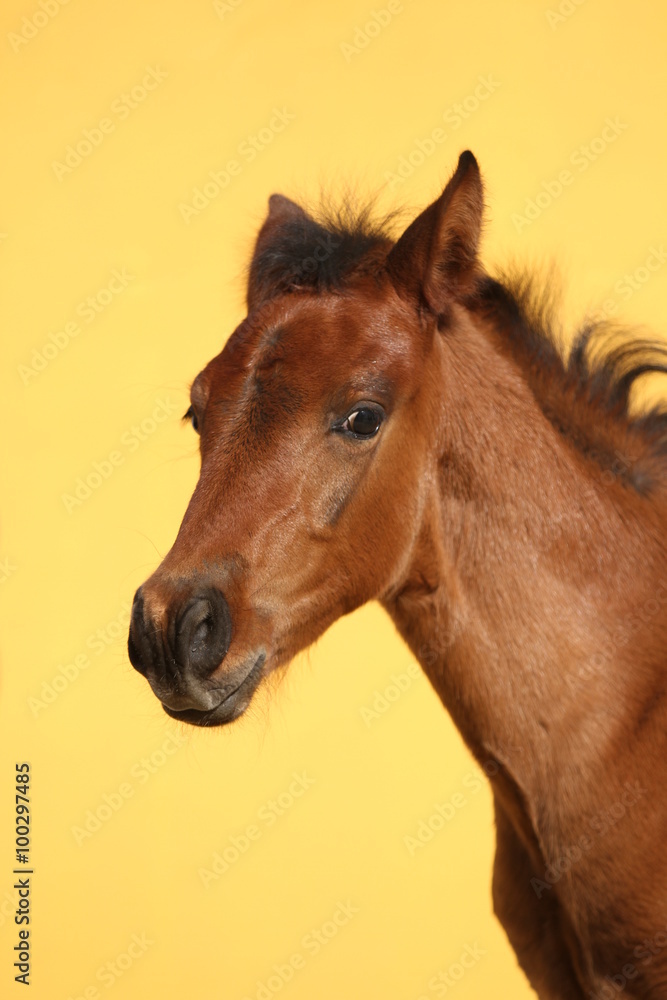 Fototapeta premium Spanisches Fohlen vor gelbem Hintergrund