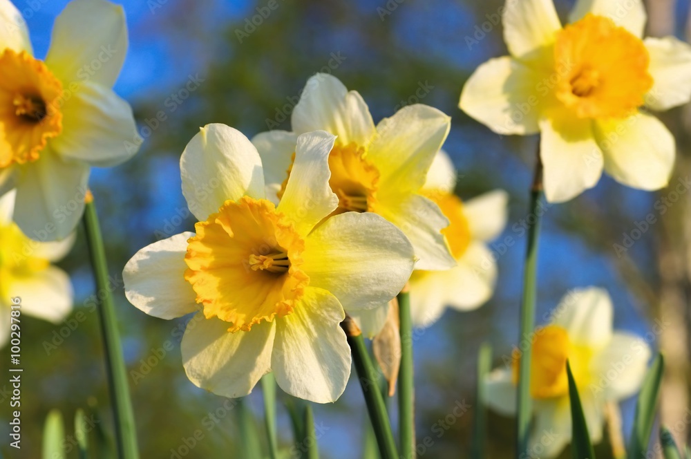 Narzisse Orangery - Daffodil Orangery Narzisse Orangery - Daffodil Orangery