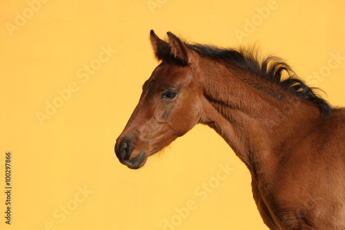 Portrait spanisches Fohlen vor gelber Wand photo