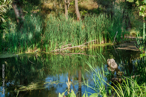 river among the trees