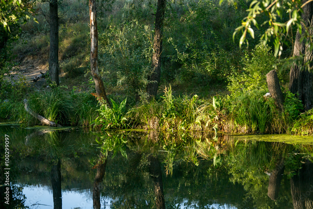 Obraz premium river among the trees