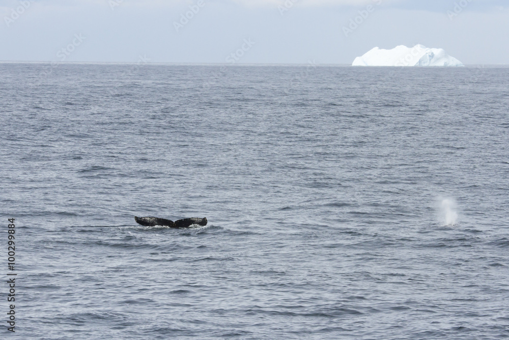 Whale tail and blow spout with iceberg