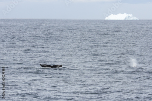 Whale tail and blow spout with iceberg