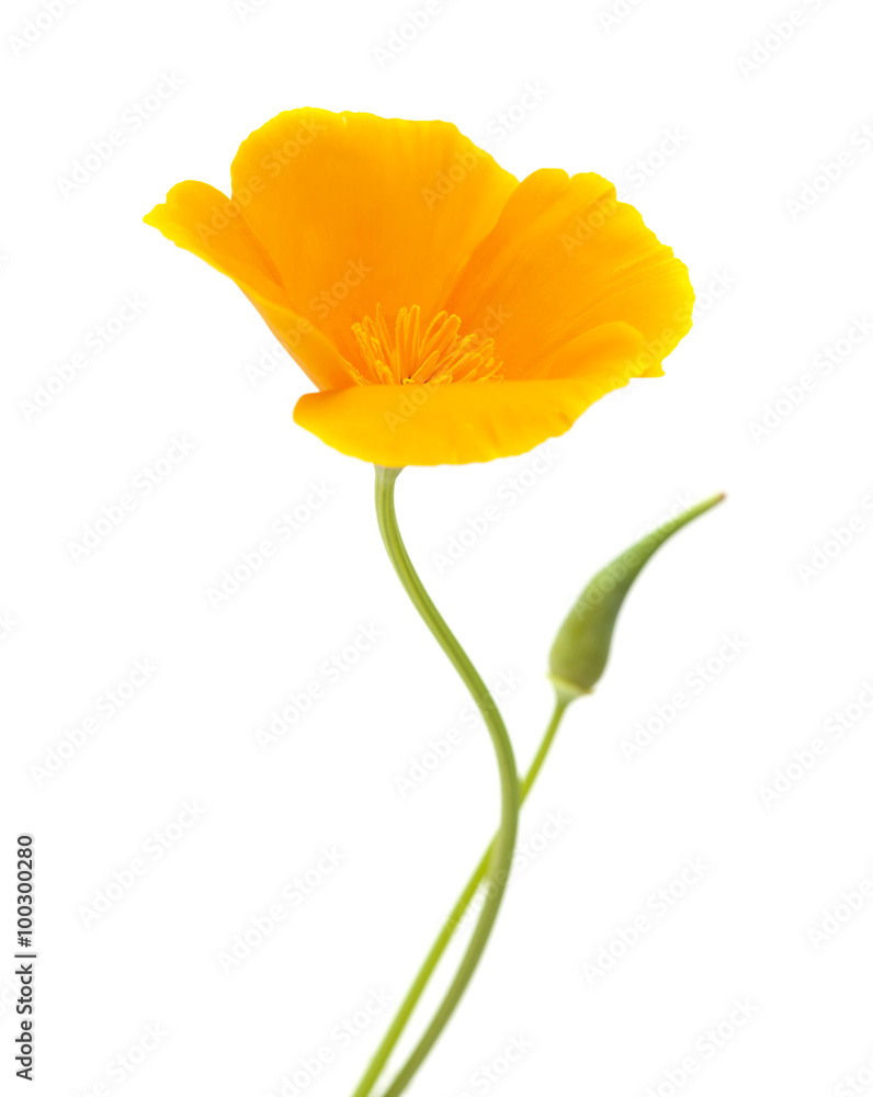 Naklejka premium Californian poppy, Eschscholzia Californica