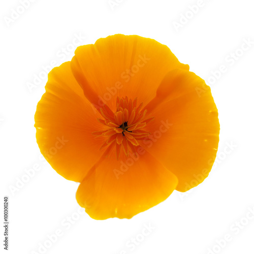 Fototapeta Naklejka Na Ścianę i Meble -  Californian poppy, Eschscholzia Californica