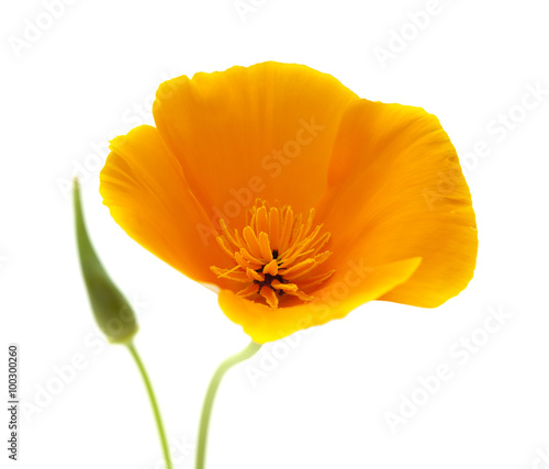 Fototapeta Naklejka Na Ścianę i Meble -  Californian poppy, Eschscholzia Californica