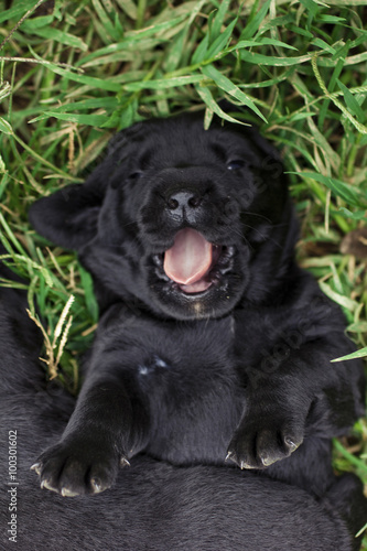 Fototapeta Naklejka Na Ścianę i Meble -  Labrador Puppy
