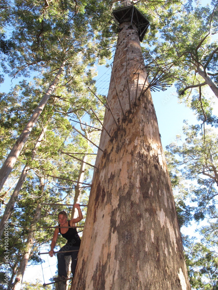 Dave Evans Bicentennial Tree, in Warren National Park, Western Australia
Dave Evans Bicentennial Tree, in Warren National Park, Western Australia