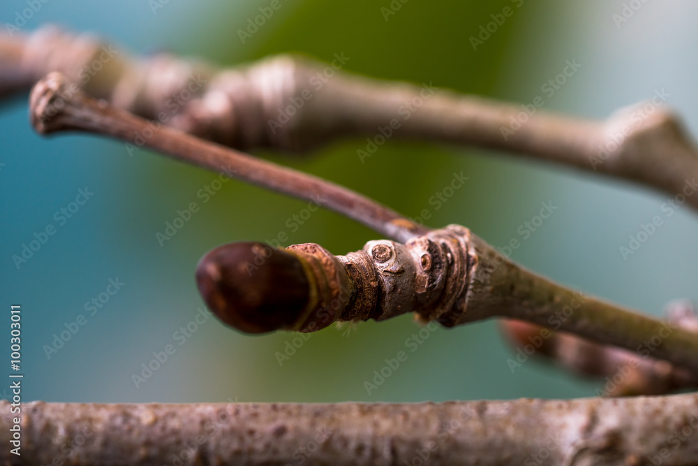 Close-up photography of a platanus tree branch. Shallow depth of field. Close-up photography of a platanus tree branch. Shallow depth of field.