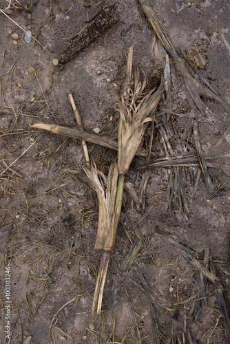 Dead rotting corn plants on and icy cold field. Harsh winter kills crops photo