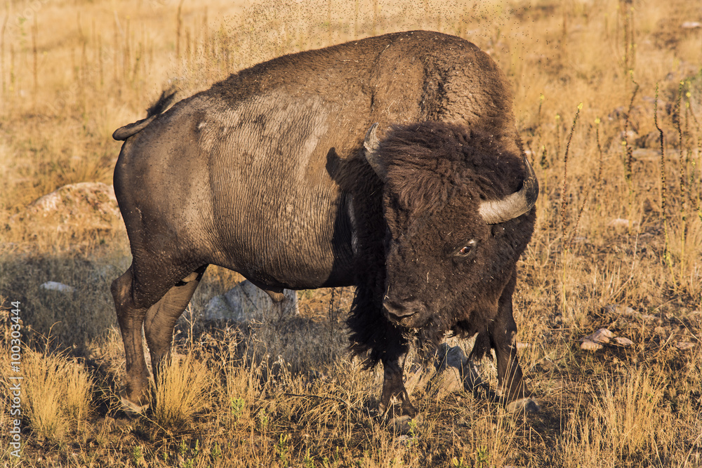 A young male bison trying to escape from annoying flies near Great Salt Lake near Utah. A young male bison trying to escape from annoying flies near Great Salt Lake near Utah.
