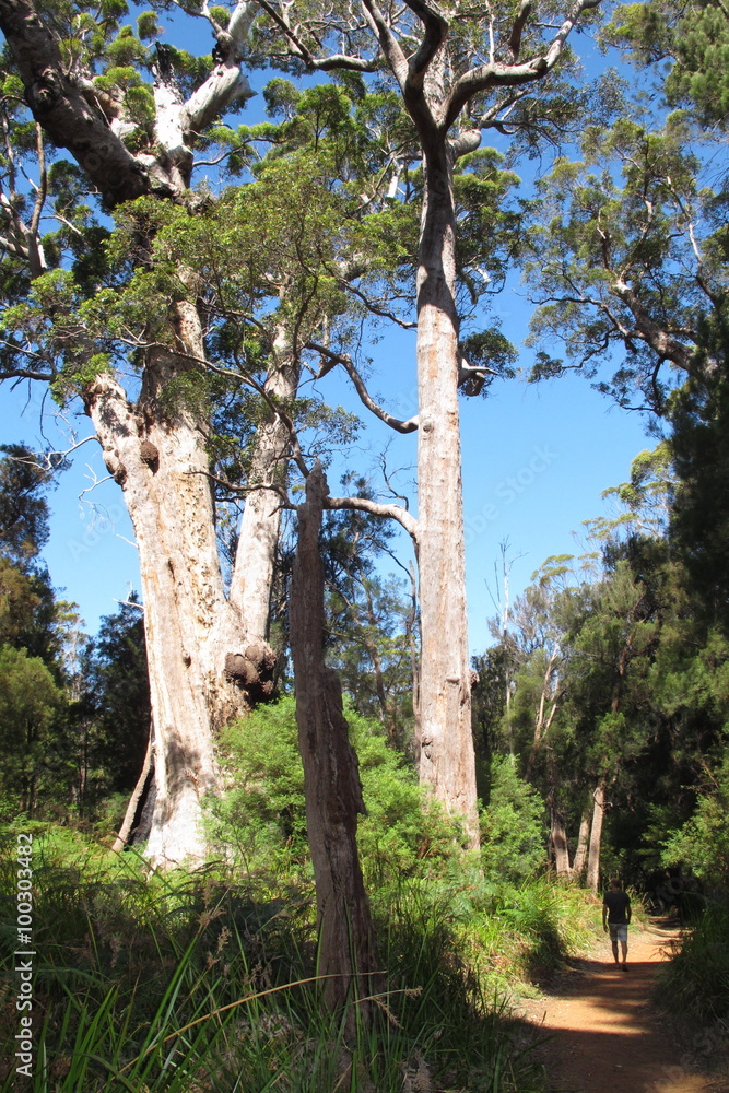Fototapeta premium Karri Trees, West Australia 