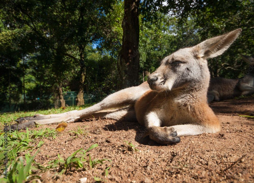 Australian kangaroo relaxing in the sunshine Australian kangaroo relaxing in the sunshine