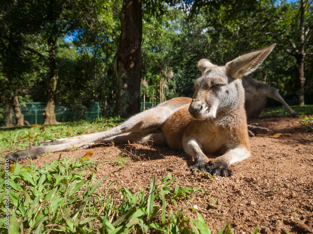 Australian kangaroo relaxing in the sunshine