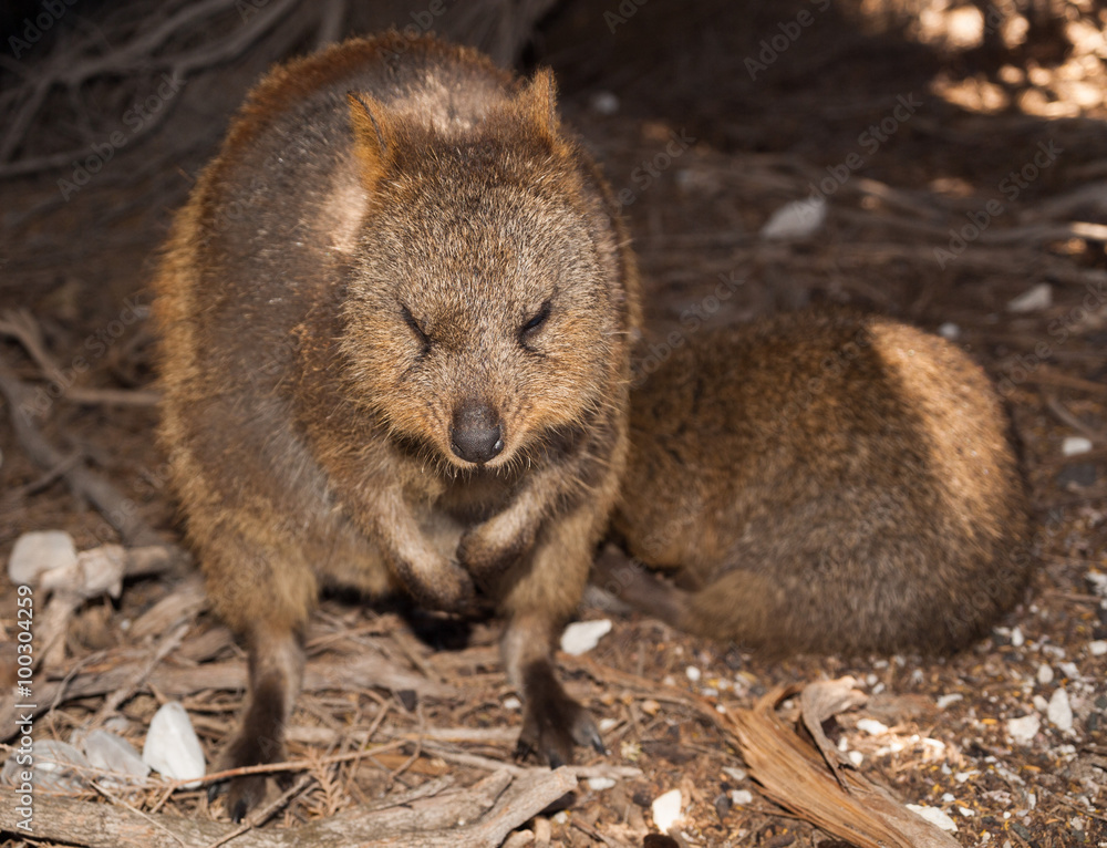 Australian Quokka on rottnest island resting in the shade Australian Quokka on rottnest island resting in the shade