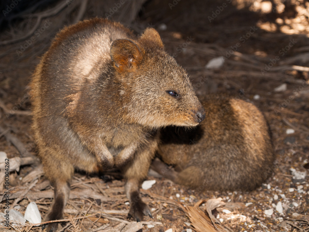Australian Quokka on rottnest island resting in the shade Australian Quokka on rottnest island resting in the shade