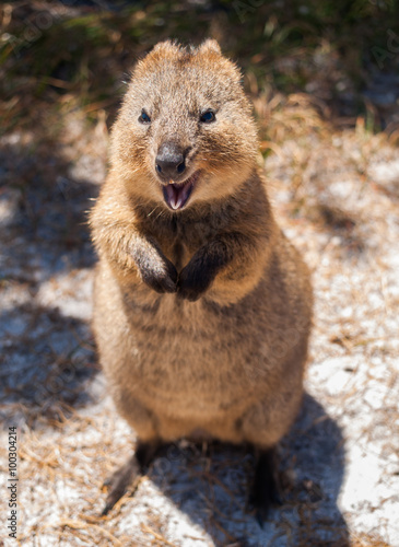 Australian Quokka on rottnest island looking  into the camera photo