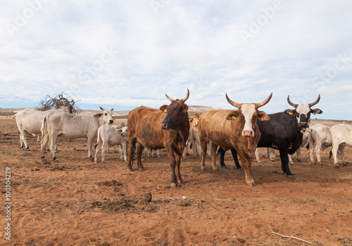 Fototapeta Naklejka Na Ścianę i Meble -  Australian cattle with horns on the move in the outback