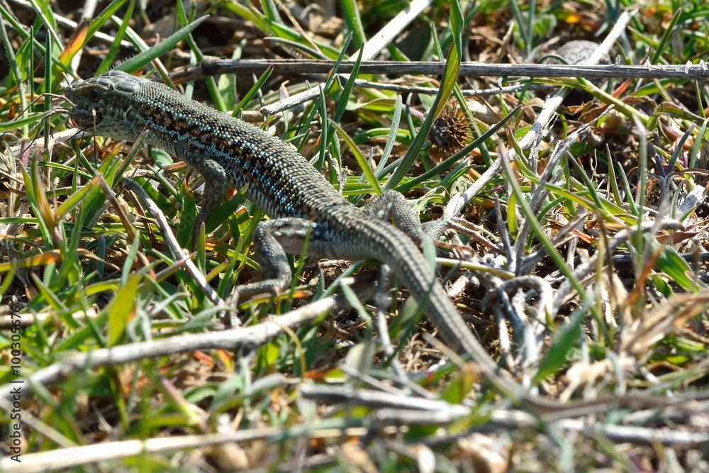 Darevskia sp. with Opilionid prey. A lizard swallowing arachnid prey, in hills near Baku, capital of Azerbaijan
Darevskia sp. with Opilionid prey. A lizard swallowing arachnid prey, in hills near Baku, capital of Azerbaijan