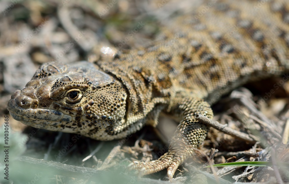 Caucasian agama (Paralaudakia caucasia). A lizard previously known as Laudakia caucasia, in the wild in hills near Baku, capital of Azerbaijan
Caucasian agama (Paralaudakia caucasia). A lizard previously known as Laudakia caucasia, in the wild in hills near Baku, capital of Azerbaijan