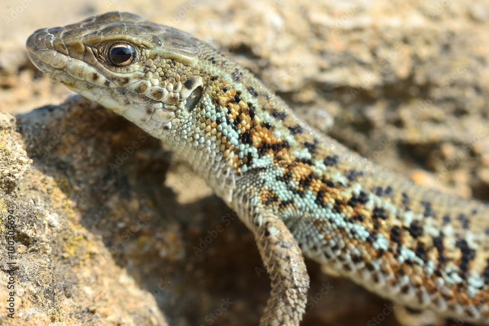 Darevskia sp. Profile head and front legs. A lizard found on a hillside 20km from Baku, capital of Azerbaijan
Darevskia sp. Profile head and front legs. A lizard found on a hillside 20km from Baku, capital of Azerbaijan