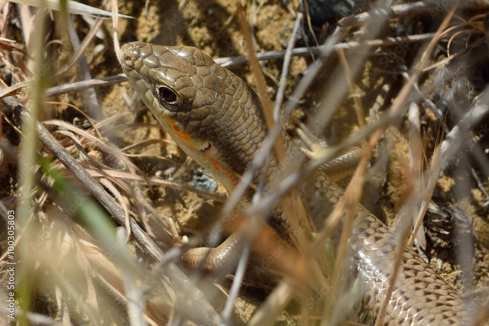 Fototapeta premium Schneider's skink (Eumeces schneideri). A skink amongst undergrowth in hills near Baku, capital of Azerbaijan 
