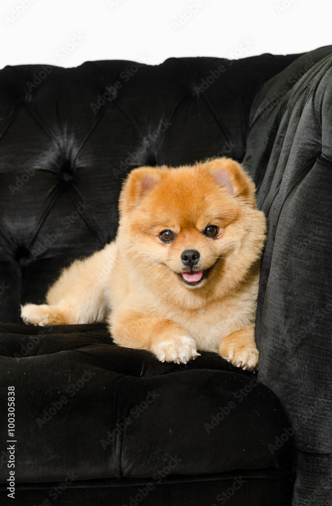 Pomeranian dog looking into the camera and showing its tongue. Pomeranian dog looking into the camera and showing its tongue.