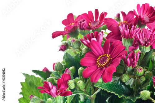 fiori di cineraria