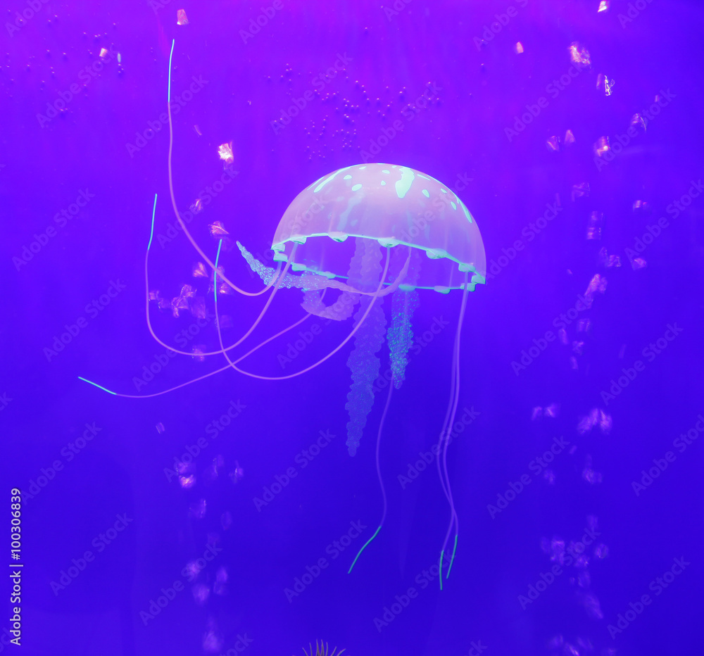 Jellyfish Jellyfish