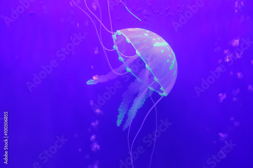 Jellyfish © zhengzaishanchu