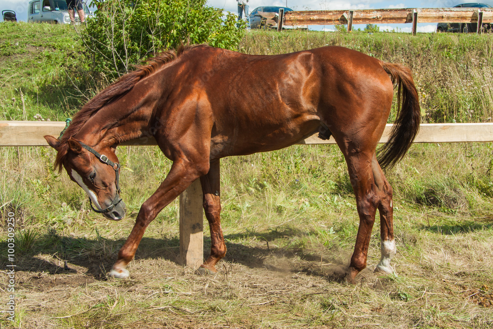 Fototapeta premium Beautiful brown hourse.