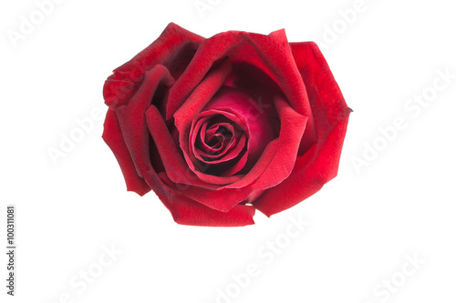 Red rose on white background.