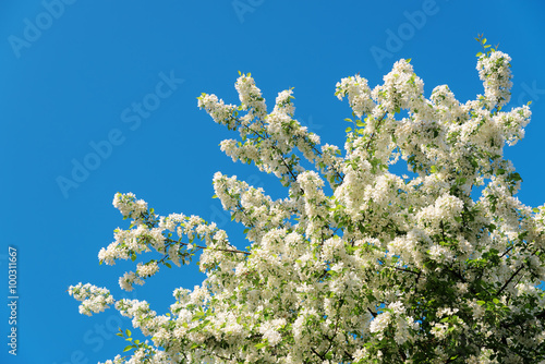 Branches of blossoming apple tree