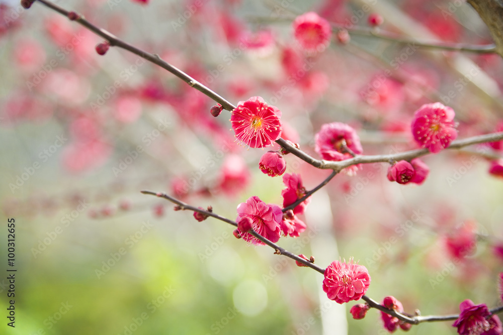 梅の花 梅の花