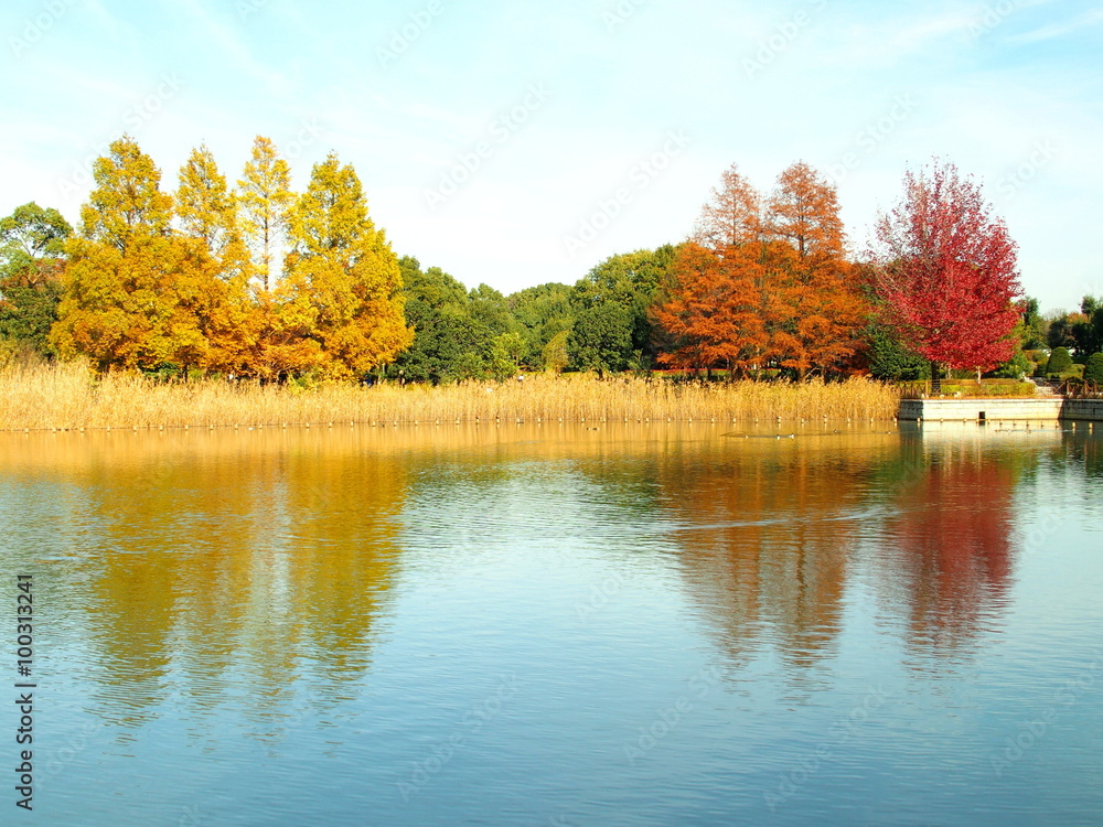 秋の水辺風景
